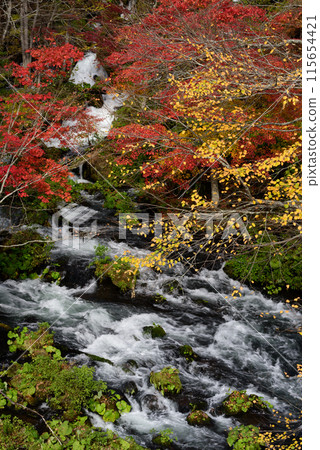 Autumn leaves of Takimi Bridge 115654421