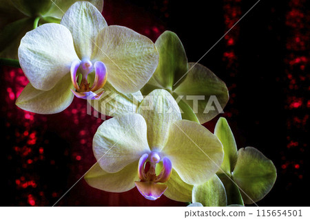 Orchid flower on black and red background with bokeh elements, close-up Orchid flower on black and red background with bokeh elements, close-up 115654501
