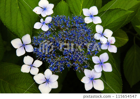 巨大的繡球花盛開 115654547