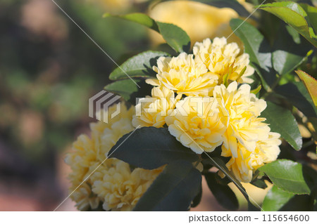 黃色嘲笑黃油花 黃色嘲笑黃油花 115654600
