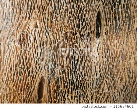 Close up of the bark of a palm tree 115654601