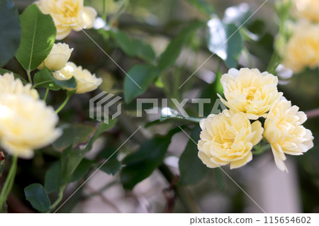 Yellow mock butter flower Yellow mock butter flower 115654602