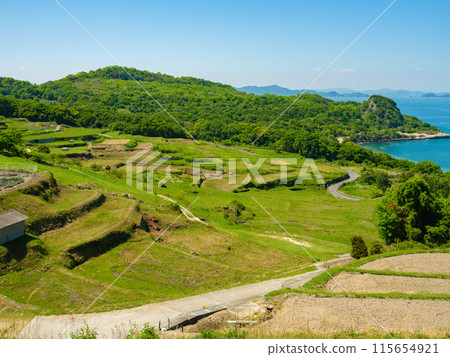 Karato rice terraces in summer where rice is grown. Teshima, Kagawa Prefecture. Agriculture. Karato rice terraces in summer where rice is grown. Teshima, Kagawa Prefecture. Agriculture. 115654921