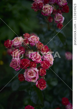 the  bush roses in a flower bed 115654923