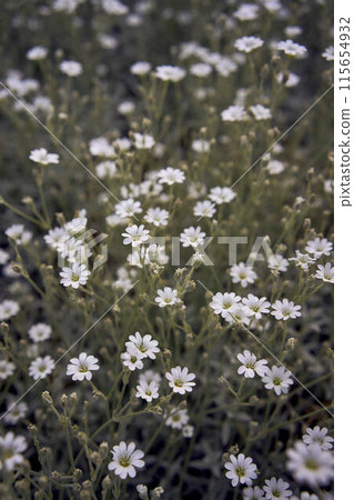 small flowers of Cerastium in a flower bed 115654932