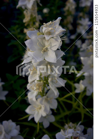 delphinium flowers on a flowerbed 115654933