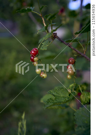 unripe red currant berries in the garden 115654936