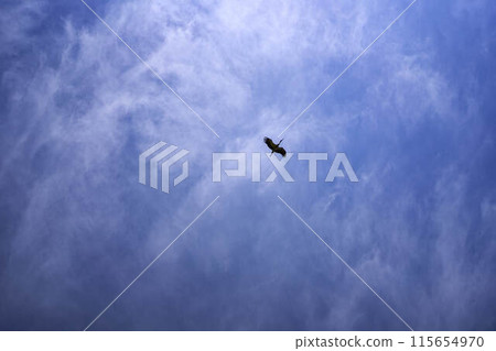stork circling in the sky on a summer day with white cirrus clouds stork circling in the sky on a summer day with white cirrus clouds 115654970