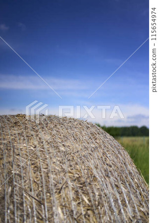 a round stack of hay in front of a clear blue sky in a field 115654974