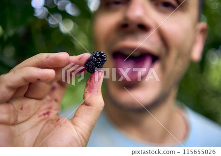 a young man eats a mulberry, has stained his hands, tongue, and face with the juice a young man eats a mulberry, has stained his hands, tongue, and face with the juice 115655026