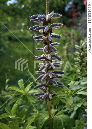 Lupine seeds in pods ripen in the garden 115655039