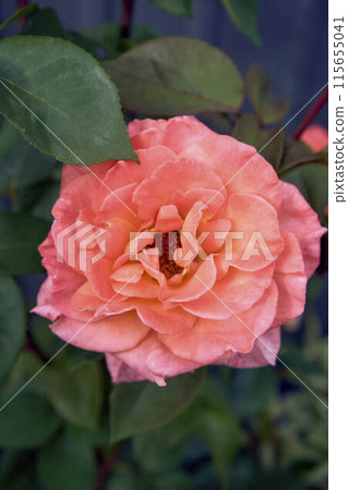 the bush roses in a flower bed the bush roses in a flower bed 115655041