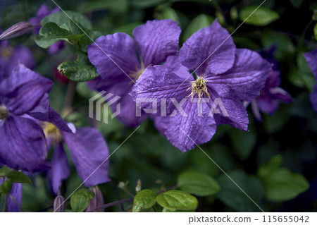 a purple flowers of Clematis viticella creeping on the fence 115655042