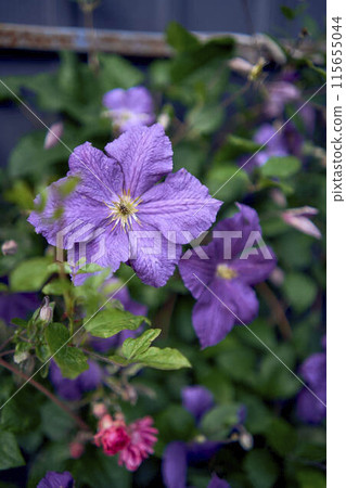 a purple flowers of Clematis viticella creeping on the fence 115655044