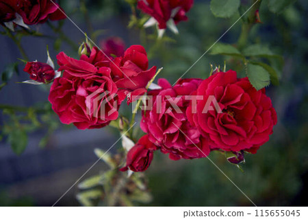 the bush roses in a flower bed the bush roses in a flower bed 115655045