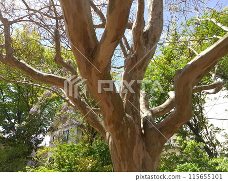 Landslide tree Landslide tree 115655101
