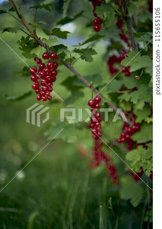 unripe red currant berries in the garden 115655106
