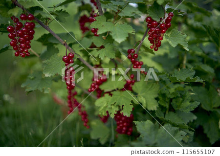 unripe red currant berries in the garden unripe red currant berries in the garden 115655107