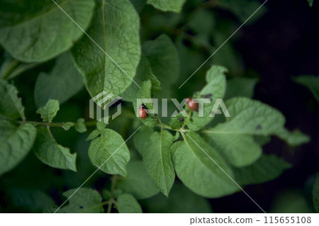 young Colorado potato beetles eat potato leaves 115655108