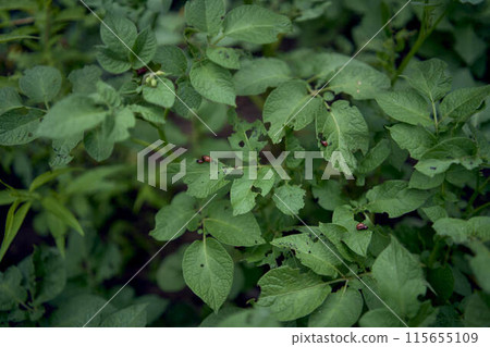 young Colorado potato beetles eat potato leaves 115655109