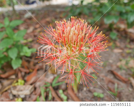 Red Lycoris radiata flower in garden Red Lycoris radiata flower in garden 115655111