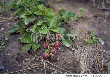 strawberries ripen on a garden bed strawberries ripen on a garden bed 115655112