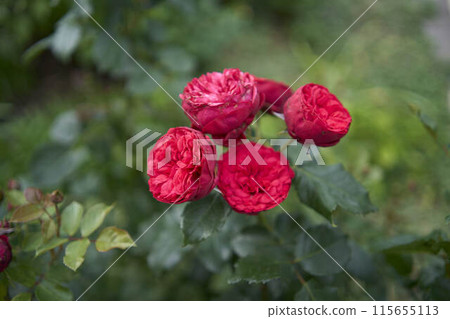 the bush roses in a flower bed the bush roses in a flower bed 115655113
