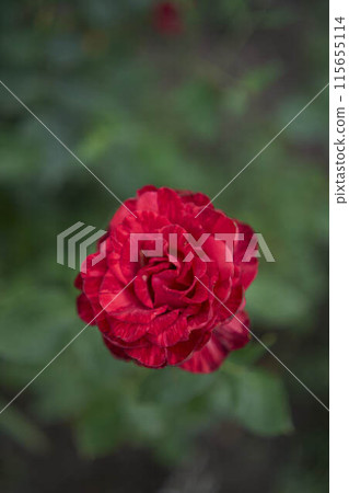 the  bush roses in a flower bed 115655114