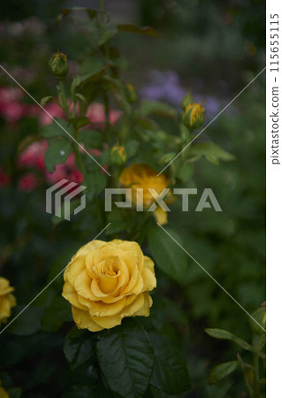 the bush roses in a flower bed the bush roses in a flower bed 115655115