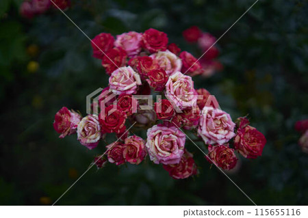 the bush roses in a flower bed the bush roses in a flower bed 115655116