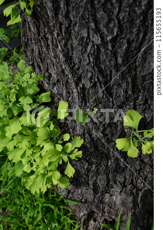 Ginkgo tree with young leaves growing at its base 115655193
