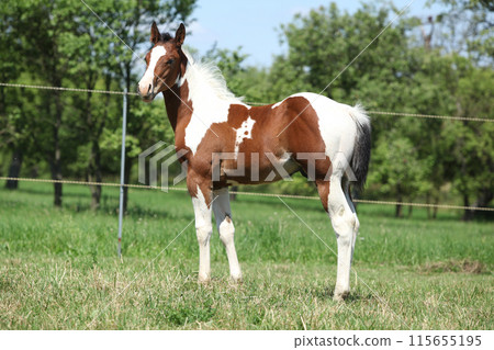 Paint horse foal on pasturage 115655195