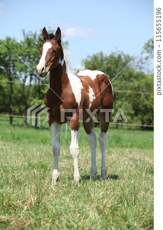 Paint horse foal on pasturage 115655196