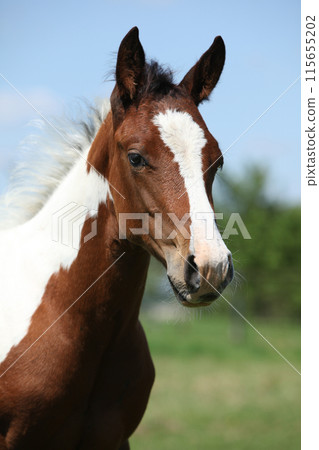 Paint horse foal on pasturage 115655202