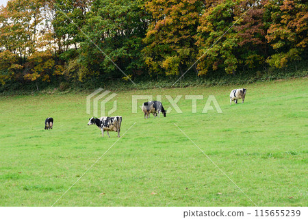 Hokkaido farm cattle Hokkaido farm cattle 115655239