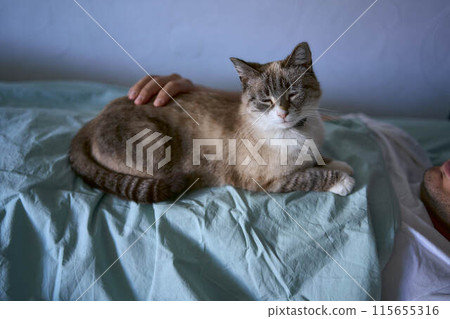 a young man sleeping with a cat on his chest, morning routine 115655316