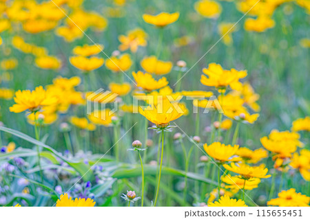 Field of yellow flower lance leaved, Coreopsis lanceolata, Lanceleaf Tickseed or Maiden's eye Field of yellow flower lance leaved, Coreopsis lanceolata, Lanceleaf Tickseed or Maiden's eye 115655451