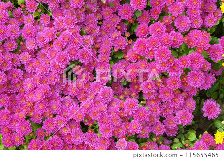 Fresh bright pink chrysanthemums Cherry lace bushes in autumn garden 115655465