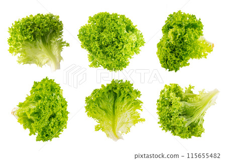 Set of organic letucce salad leaves, green hydroponic vegetable isolated on white background Set of organic letucce salad leaves, green hydroponic vegetable isolated on white background 115655482