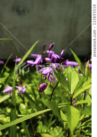 A photo of a purple-flowered lily of the valley A photo of a purple-flowered lily of the valley 115655519