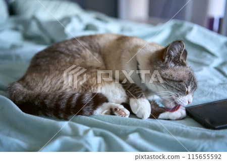a young man is working on a laptop and a smartphone in bed, a cat is lying next to him 115655592