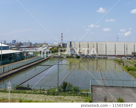 Townscape with rice fields Townscape with rice fields 115655647