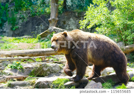 brown bear walks through the forest brown bear walks through the forest 115655685