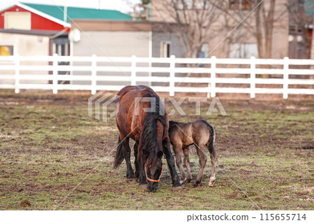 Mother and child horses, Ban'ei Ranch Tokachi (Obihiro, Hokkaido) 115655714