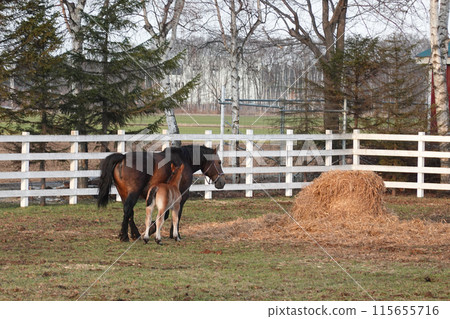 Mother and child horses, Ban'ei Ranch Tokachi (Obihiro, Hokkaido) Mother and child horses, Ban'ei Ranch Tokachi (Obihiro, Hokkaido) 115655716