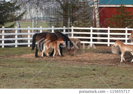 Mother and child horses, Ban'ei Ranch Tokachi (Obihiro, Hokkaido) Mother and child horses, Ban'ei Ranch Tokachi (Obihiro, Hokkaido) 115655717
