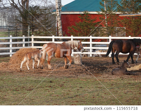 Mother and child horses, Ban'ei Ranch Tokachi (Obihiro, Hokkaido) Mother and child horses, Ban'ei Ranch Tokachi (Obihiro, Hokkaido) 115655718