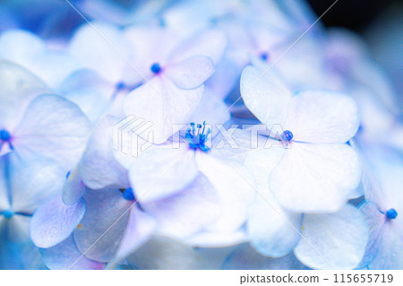 White hydrangea 115655719