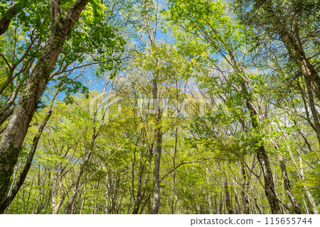 Dazzling new green forest 115655744