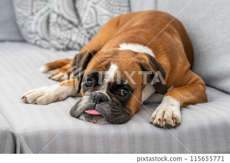 funny face 3 year old purebred golden puppy german boxer dog closeup sleeping at the couch funny face 3 year old purebred golden puppy german boxer dog closeup sleeping at the couch 115655771
